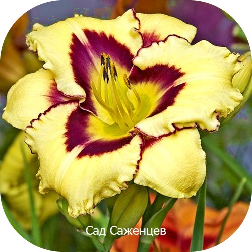 Саженцы Лилейников Эль Десперадо > описание, цена