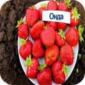 Клубника "Онда" Клубника "Онда"