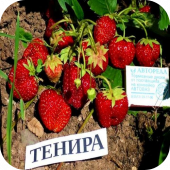 Клубника "Тенира" Клубника "Тенира"