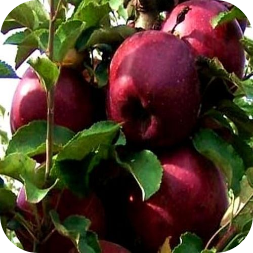 Яблоня "Кубанское Багряное" Яблоня "Кубанское Багряное"